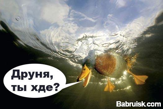 утка
