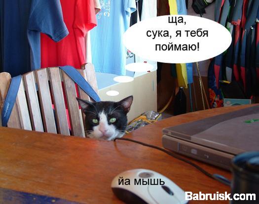 кот и мышь
