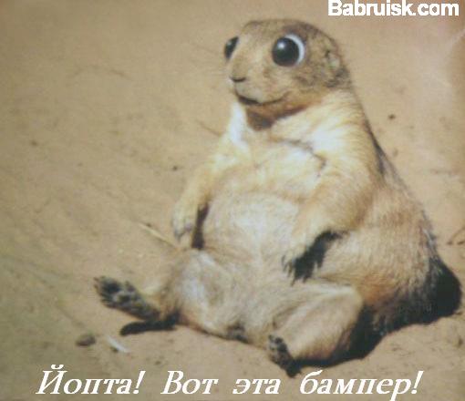 бампер