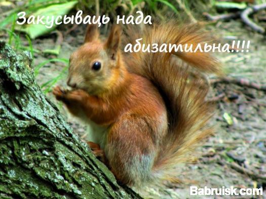 пятничная белка