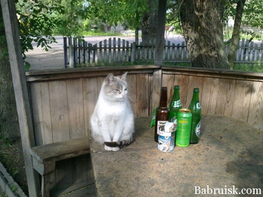 07052012378 кот бухает