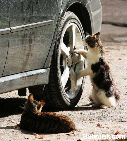 коты