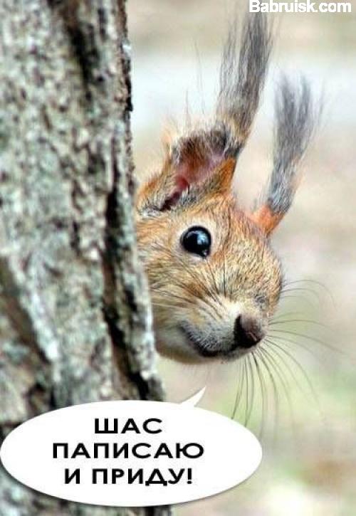 пятничная белка