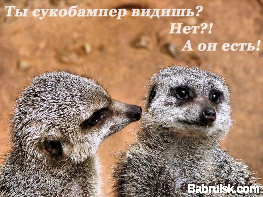 бампер