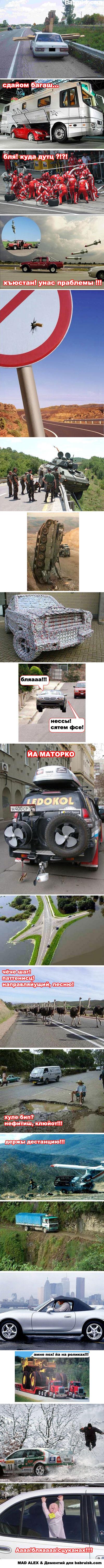 дорога, животные, машины, авария, столкновение, сабж