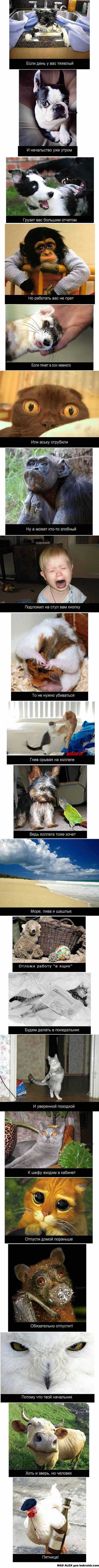 пятниццо