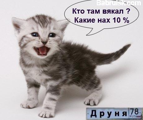 котенок