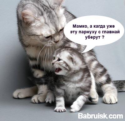 котенок с кошкой