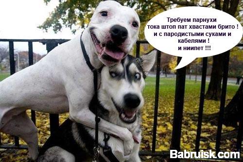 веселые собаки жаждут порно