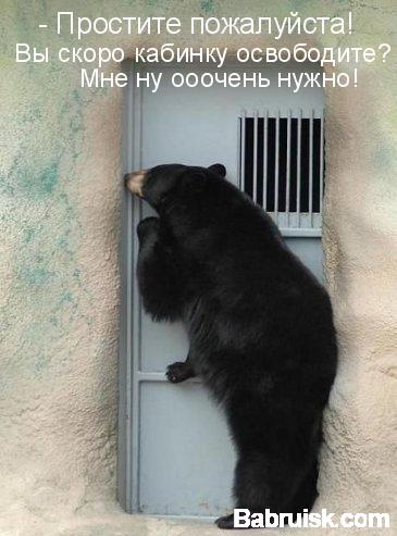 медвед