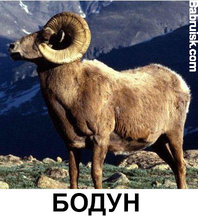 бодун винторогий
