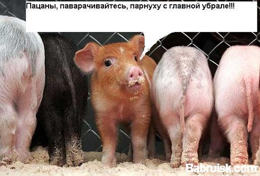 поросятки
