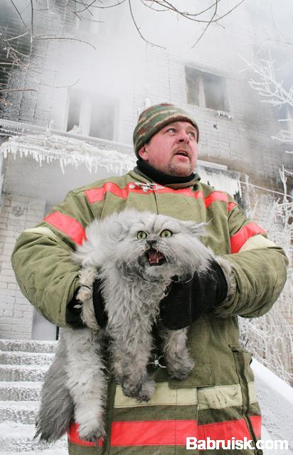 кот и пожарный