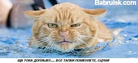 водоплавающий кот