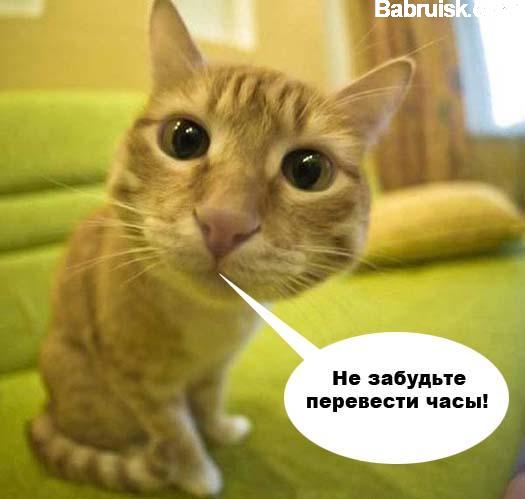 кот hasana напоминает