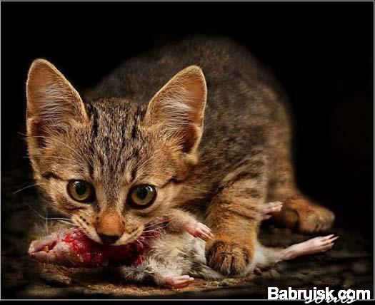 обед с котами