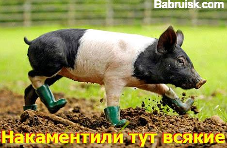 свиненок