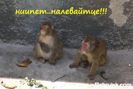 наливай!