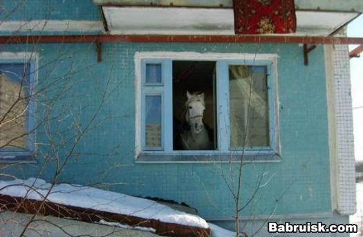 собчак
