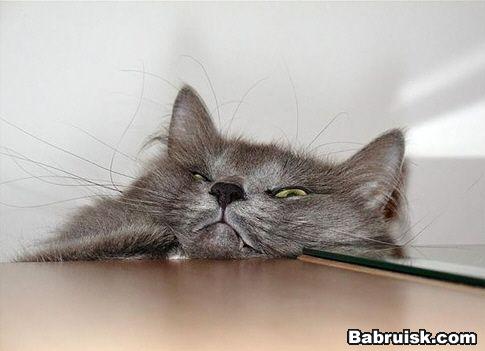котег хочет накатить!