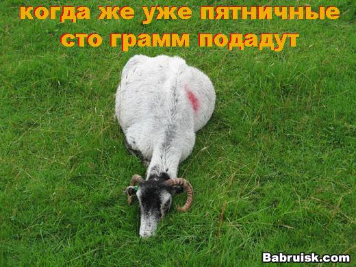 пятничный баран
