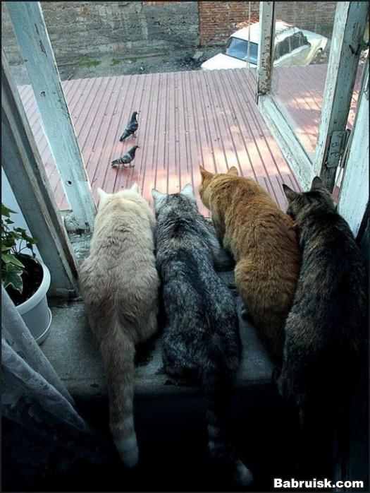 коты ловят голубей
