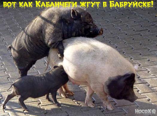 секс со свиньями, свиной секс