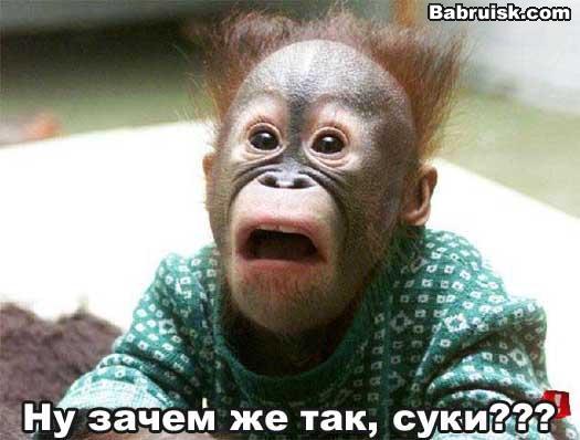 обиженная обезьянка