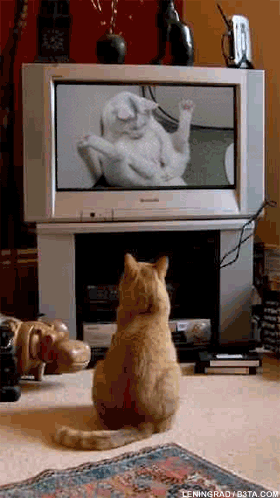 кошачья мастурбация