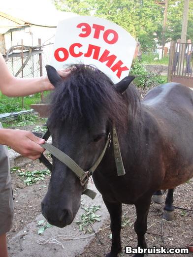 ослик