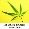 трава, коты и кокаин