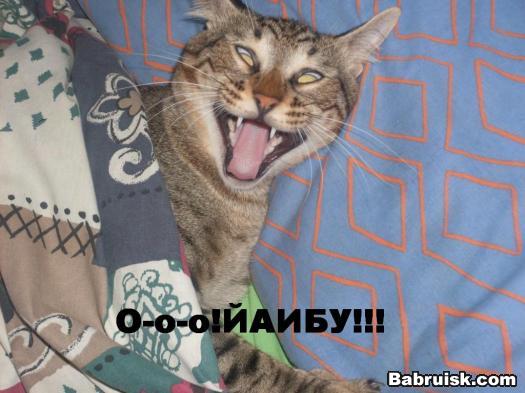 кот