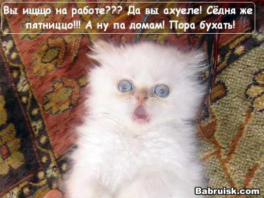 белый котенок