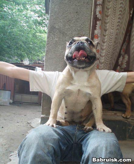 пёс