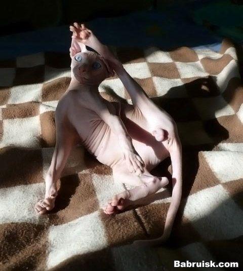 кот