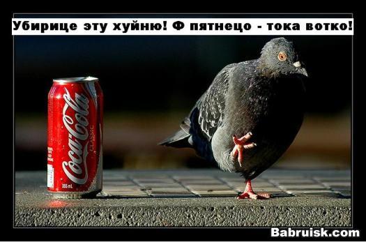 голубь