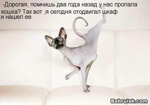 худой кот
