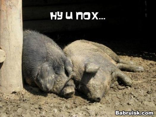 свиньи
