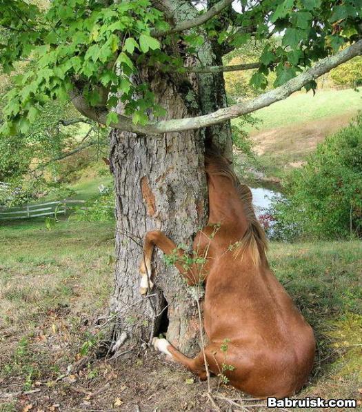 обкуренная лошадь