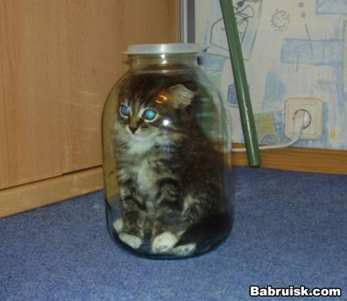 кошачий торшер. Кот в банке.