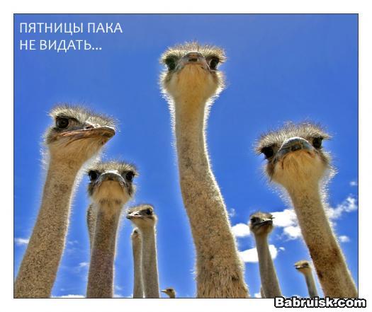 страусы в ожидании... но не бампера...