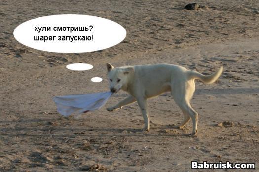 Пес стырил у бабца трусы, хозяйке несет.