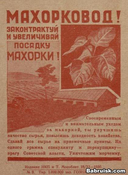 махорка