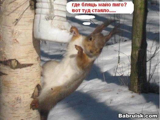 пятничная белка