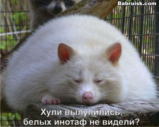 енот альбинос