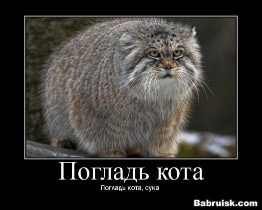 густая шерсть сука