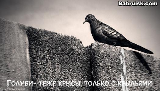 голуби и крысы