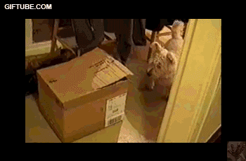 собака и кот