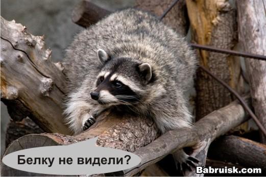 енот