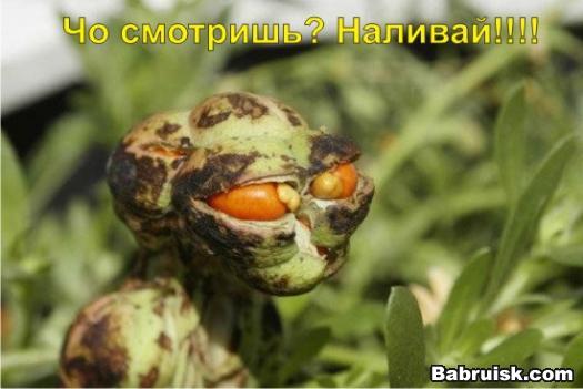 глюк